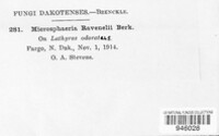 Erysiphe ravenelii image